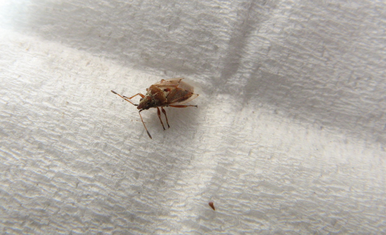 Heteroptera dei Colli Euganei